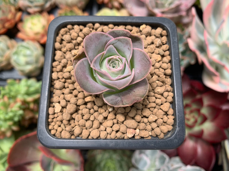 Greenovia 'El Hiero' 1" Succulent Plant  True Succulents Plant Co.