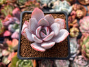 Echeveria 'White Lotus' 2" Powdery Succulent Plant