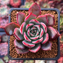 Echeveria 'Bouquet' 2" Succulent Plant