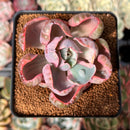 Echeveria 'Beyonce' Variegated 2"-3" Succulent Plant