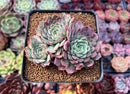 Echeveria 'Charles Rose' 2" Cluster Succulent Plant