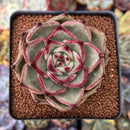 Echeveria Agavoides 'Cream Rose' 3" Succulent Plant