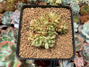Echeveria Agavoides 'Maria' Crested 3" Succulent Plant