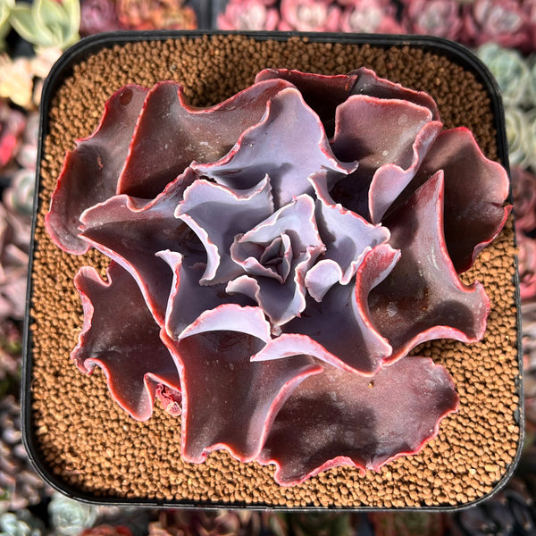 Echeveria 'Osmanthus' New Hybrid 4" Succulent Plant