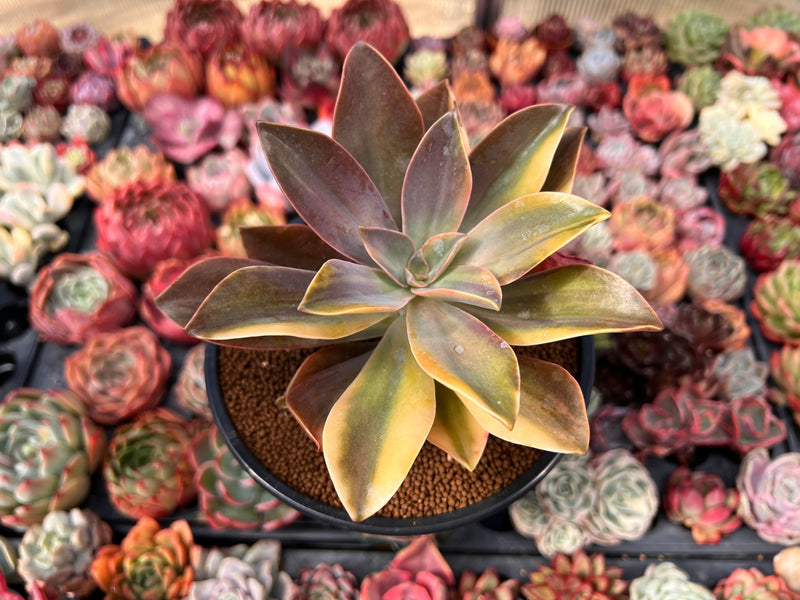 Graptoveria 'Fred Ives' Variegated 4