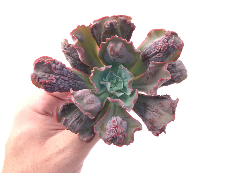 Echeveria 'Linguas' 3"-4" Succulent Plant