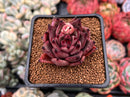 Echeveria Agavoides 'Red Ebony' 2" Succulent Plant