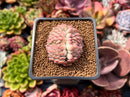 Echeveria 'Charming Blue' Crested 1"-2" Succulent Plant