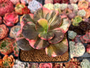 Echeveria 'Primadonna' Variegated 3" Succulent Plant