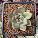 Echeveria Agavoides 'Anjou' 1"-2" Succulent Plant