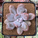 Graptoveria 'Raon' 3" Succulent Plant