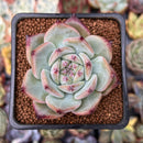 Echeveria 'Ratam' 2" Succulent Plant