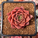 Echeveria 'Papal Rose' 1" Succulent Plant