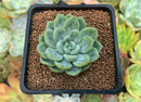 Echeveria 'Elsa' 2" Succulent Plant
