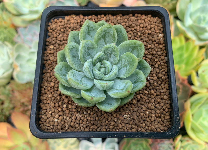 frozen succulent Echeveria 'Elsa' 2" Succulent Plant – True Succulents Plant Co