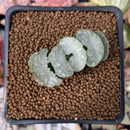 Haworthia Truncata 'White porcelain' 1"-2" Succulent Plant