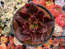 Echeveria 'Pappys Rose' 4" Selected Clone Succulent Plant