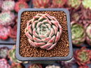 Echeveria 'Humil Rose' 1" New Hybrid Succulent Plant