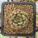 Echeveria 'Belladona' 1" Succulent Plant