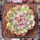 Echeveria Agavoides 'Amethyst' 3" Succulent Plant