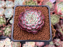 Echeveria 'Sarahime' 1" Succulent Plant