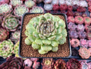 Echeveria Agavoides 'Amethyst' 3" Succulent Plant