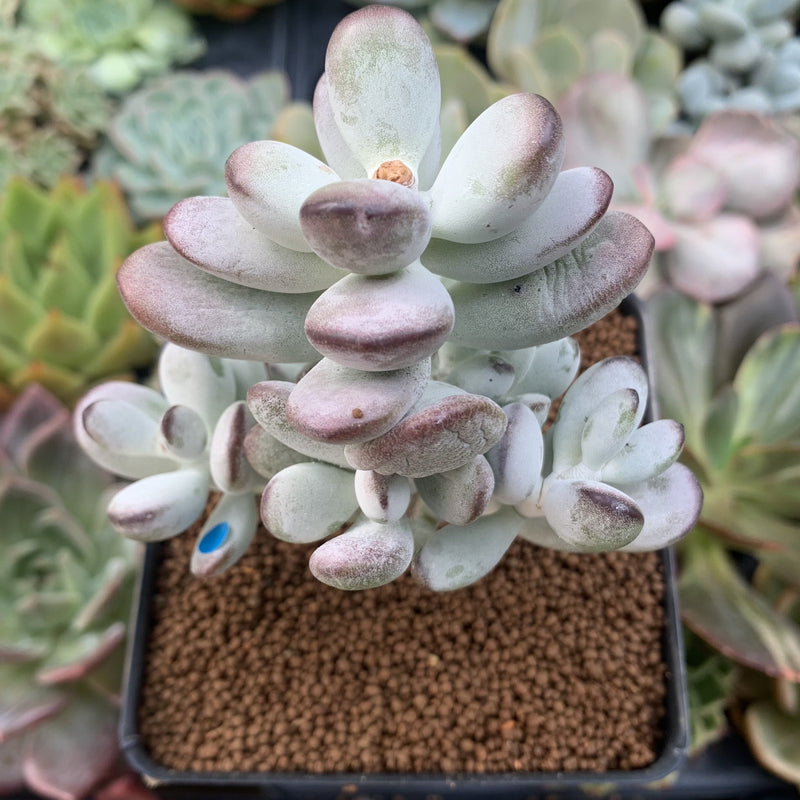 cotyledon succulent species Cotyledon 'Orbiculata' 3"-4" Succulent Plant – True Succulents Plant Co