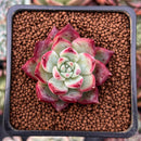 Echeveria 'Colorata' 2" Succulent Plant