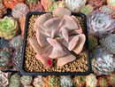 Echeveria 'Pink Exotic' 2"-3" Succulent Plant