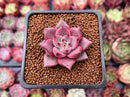 Echeveria Agavoides 'Red Ebony' 1" Succulent Plant