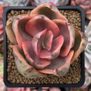 Echeveria 'Golden State' Variegated 2" Succulent Plant