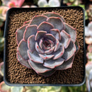 Echeveria 'White Kisses' 2" Succulent Plant
