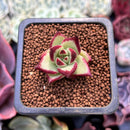 Echeveria Agavoides 'Ebony' Seedling 1" Succulent Plant