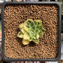 Echeveria 'Bob Jolly' Variegated 1" Small Succulent Plant