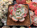 Echeveria 'Monroe' Hybrid 2" Succulent Plant