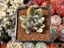 Pachyveria 'Pachyphytoides' Variegated 2" Succulent Plant