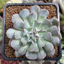 Echeveria 'Revolution' 2" New Hybrid Succulent Plant