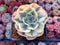 Echeveria 'Compton Carousel' 2"-3" Succulent Plant