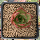 Echeveria Agavoides 'Fire Bird' 1" Succulent Plant