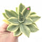 Graptoveria Fred Ives Variegated 4” Rare Succulent Plant
