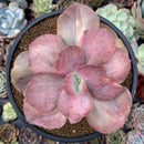 Echeveria 'Suyon Frill' Variegated 3" Succulent Plant