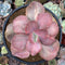 Echeveria 'Suyon Frill' Variegated 3" Succulent Plant
