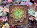 Echeveria Agavoides 'Ruby' 2" New Hybrid Succulent Plant