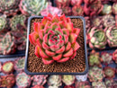 Echeveria Agavoides 'Happy' 2" Succulent Plant
