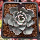 Echeveria 'Strictiflora' 2" Succulent Plant