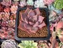 Echeveria 'Beauty Lily' 1" Succulent Plant