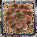 Echeveria Agavoides 'Red Bell' 2"-3" Succulent Plant