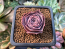Greenovia 'El Hiero' 1" Succulent Plant