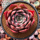 Echeveria 'Baekya' 4" Succulent Plant