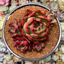 Echeveria Agavoides 'Amestro' 4" Succulent Plant
